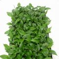 其它观花植物
