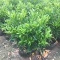 非洲茉莉