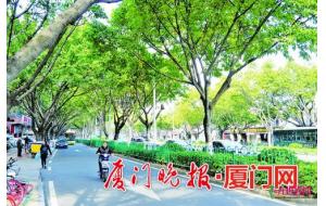厦门道路绿化常用植物指引下发 道路绿化更明确