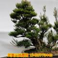 小叶红杨