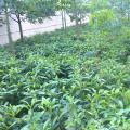 非洲茉莉