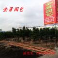 台湾罗汉松