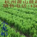 龙柏