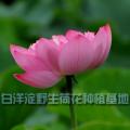 野生荷花苗|荷花种植基地直销