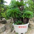 多头苏铁