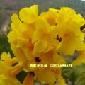 黄花风铃木 黄金风铃木
