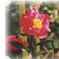 茶花(大理茶)