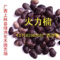 火力楠