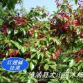 红翅槭