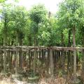 香樟树