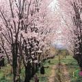 垂枝樱花