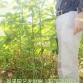 发财树