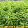供应刺槐苗 3公分刺槐苗8公分刺槐 刺槐苗价格