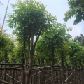 桃花心木