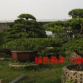 台湾罗汉松