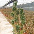 福禄桐（金钱兜）萌芽中