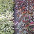 红背桂花.花叶连翘