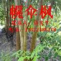 幌伞枫