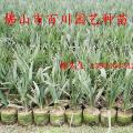龙鳞榈