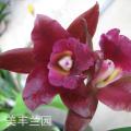 卡特兰[黑美人]