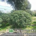 枸骨