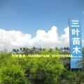 黄金香柳（千层金）