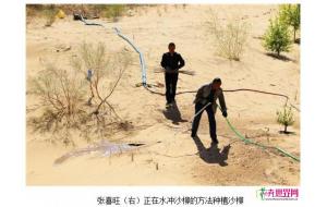 内蒙古：采用水冲沙柳种树法 10秒1棵树
