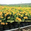 黄花龙船花
