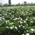 小叶栀子花