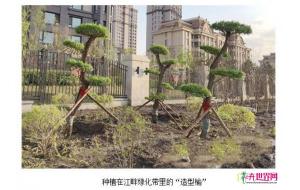 苗木造型：“造型榆”亮相街头 每棵造价约5000余元