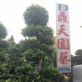 小叶榕