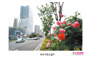 昆明：北京路全线种植树状月季