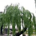 大型仿真垂柳柳树