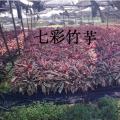 彩叶竹芋、七彩竹芋