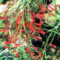 吉祥草