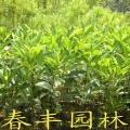 和顺树