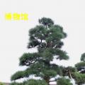 黑松