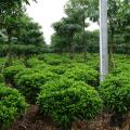 非洲茉莉