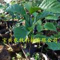 红桂木