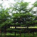 细叶榄仁