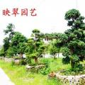日本罗汉松