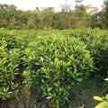 非洲茉莉