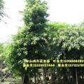 大叶榕树
