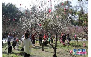 广州：桃李花开闹新春 满园春色引客来