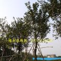 黄花风铃木