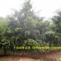 南方红豆杉