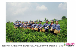 2017乐平市首届栀子花 白茶乡村文化旅游节开幕
