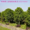 八月桂花
