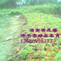 黄花梨