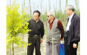 金黄色的栾树将走向市场